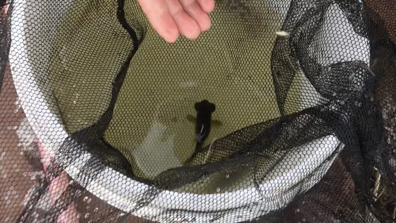 用水路をガサガサ｜まさかの特定外来生物が大量発生！