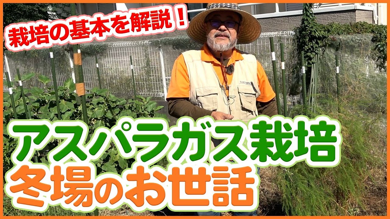 毎年収穫できる！アスパラガス冬場のお世話！家庭菜園でアスパラガス栽培を成功させる、株分け・追肥・地下茎の管理方法を徹底解説！【農園ライフ】