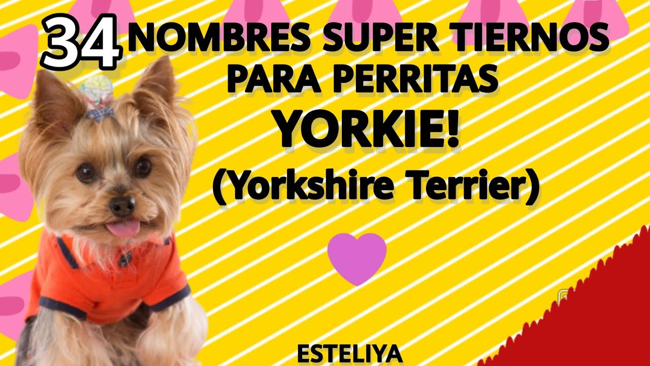 34 NOMBRES PARA TU PERRITA YORKIE.EST&Aacute;N SUPER HERMOSOS!