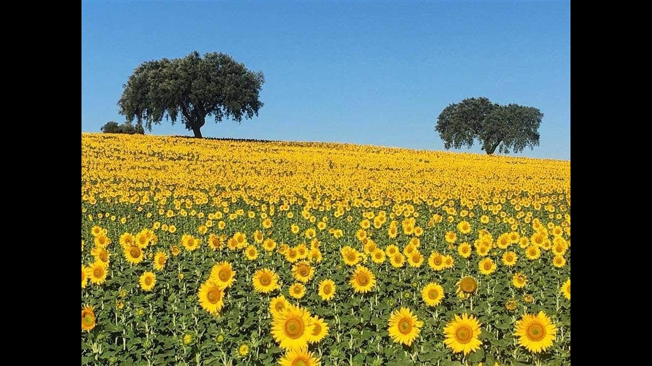 Moreninha Alentejana - Musica tradicional do Alentejo