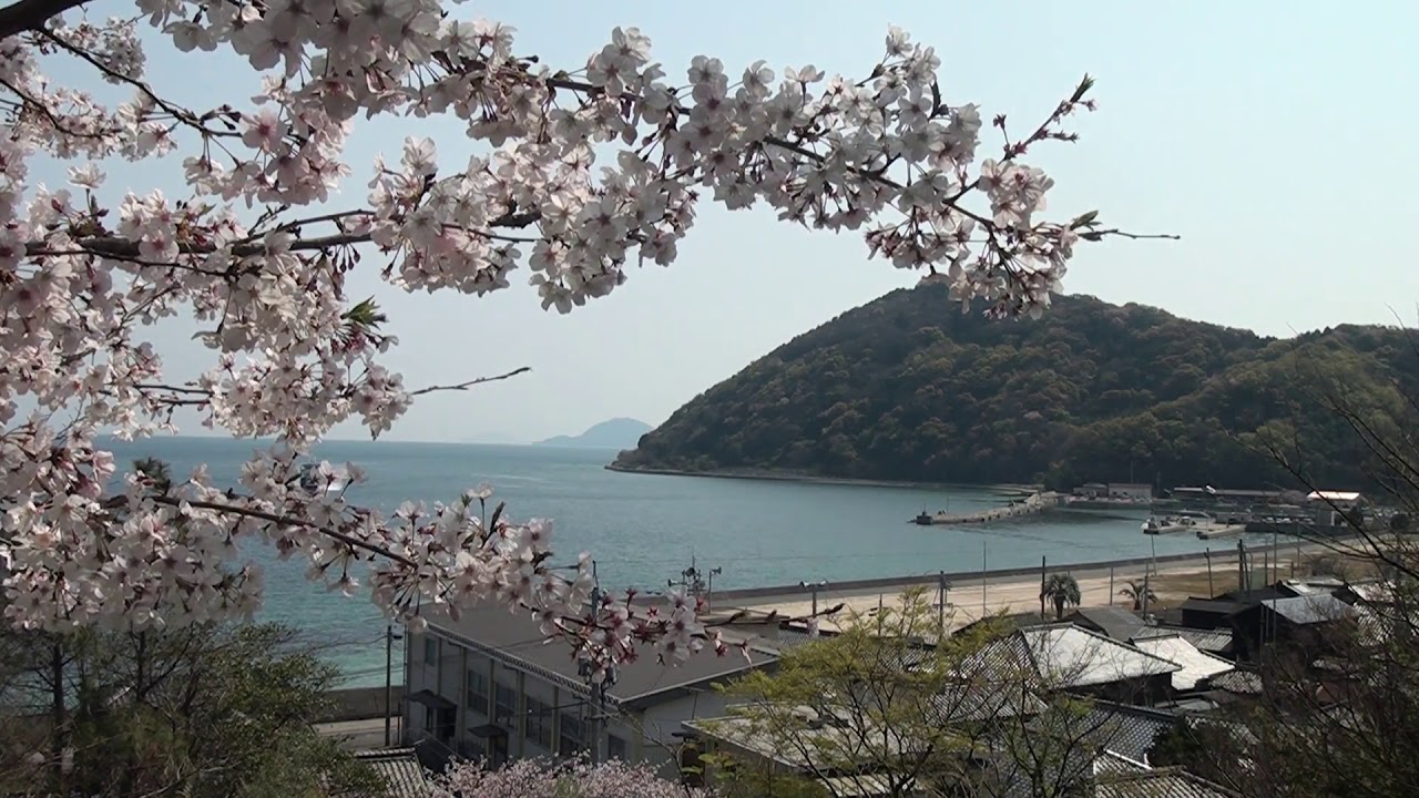 令和2年4月　平郡島桜とへぐり
