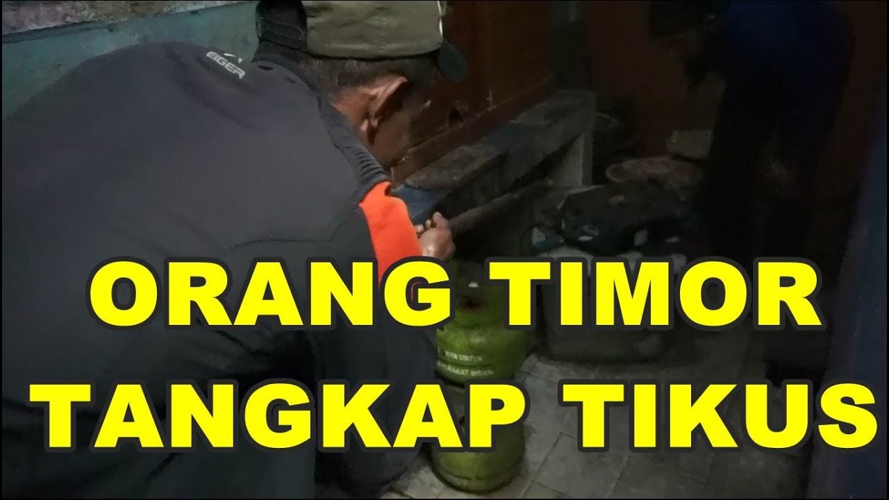 KOCAK, TANGKAP TIKUS ALA ORANG TIMUR , VIDEO TUTORIAL