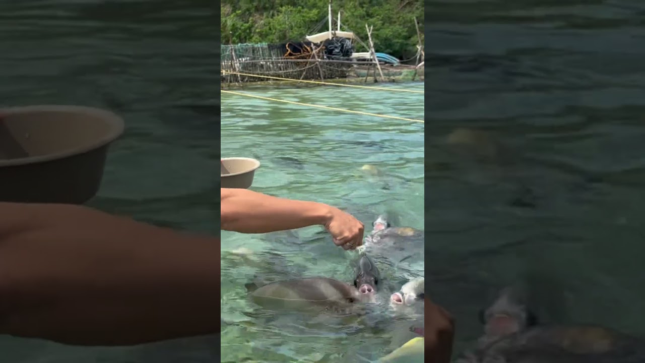 Juag Lagoon Fish Sanctuary #bigfish  #fypyoutube #fish #marinelife #fypage #fyp #sorsogon