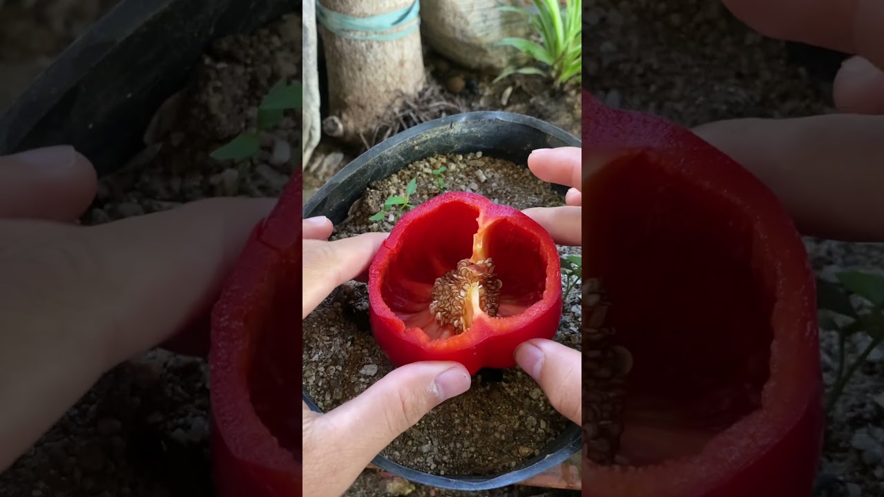 Tips for breeding bell peppers #shorts