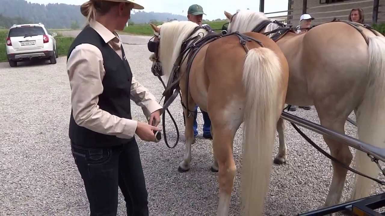 Haflinger ZentrumC