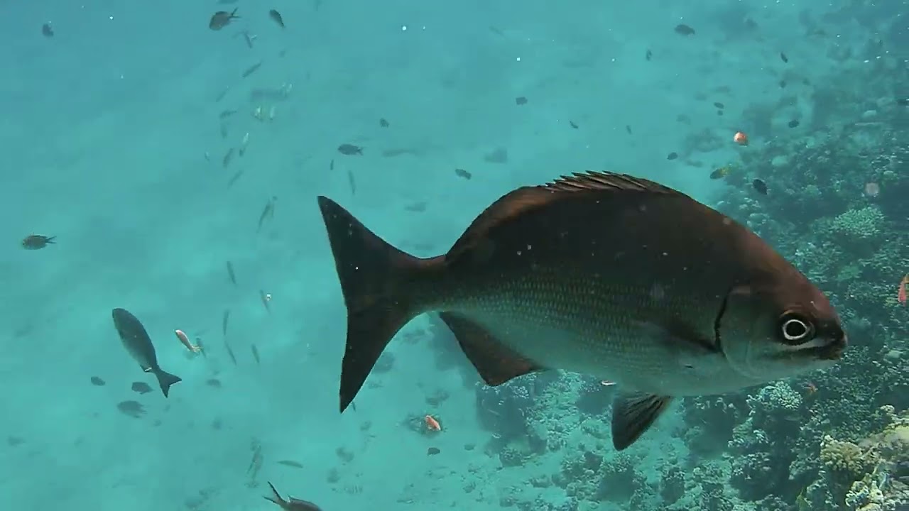 Schnorcheln im Roten Meer - Makadi Bay / Hurghada - September 2024