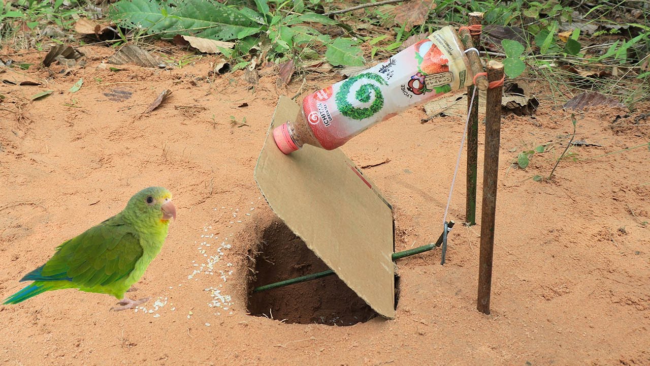 Easy Underground Parrot Trap - Set Up Bird Trap Using Paper & Plastic Bottle