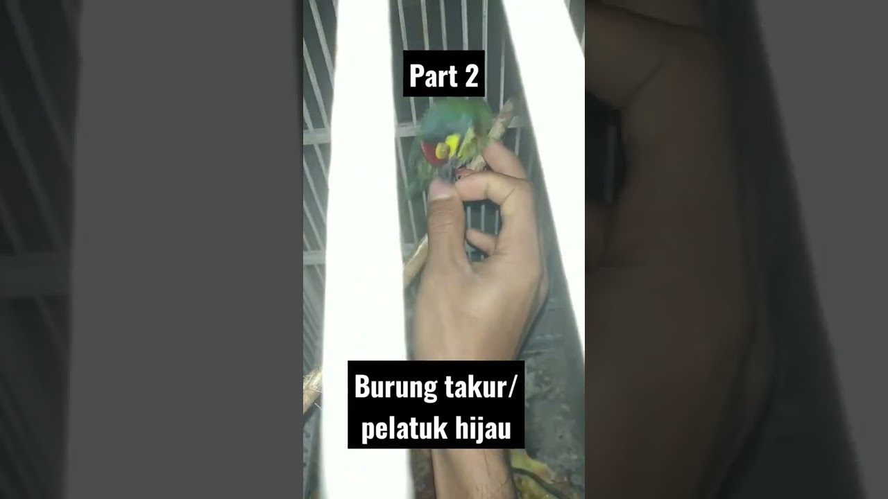 BURUNG TAKUR/PELATUK HIJAU#burungpelatuk#burungbalam#burungkicau#cendet#burungmerpati#fyp#fff#ff