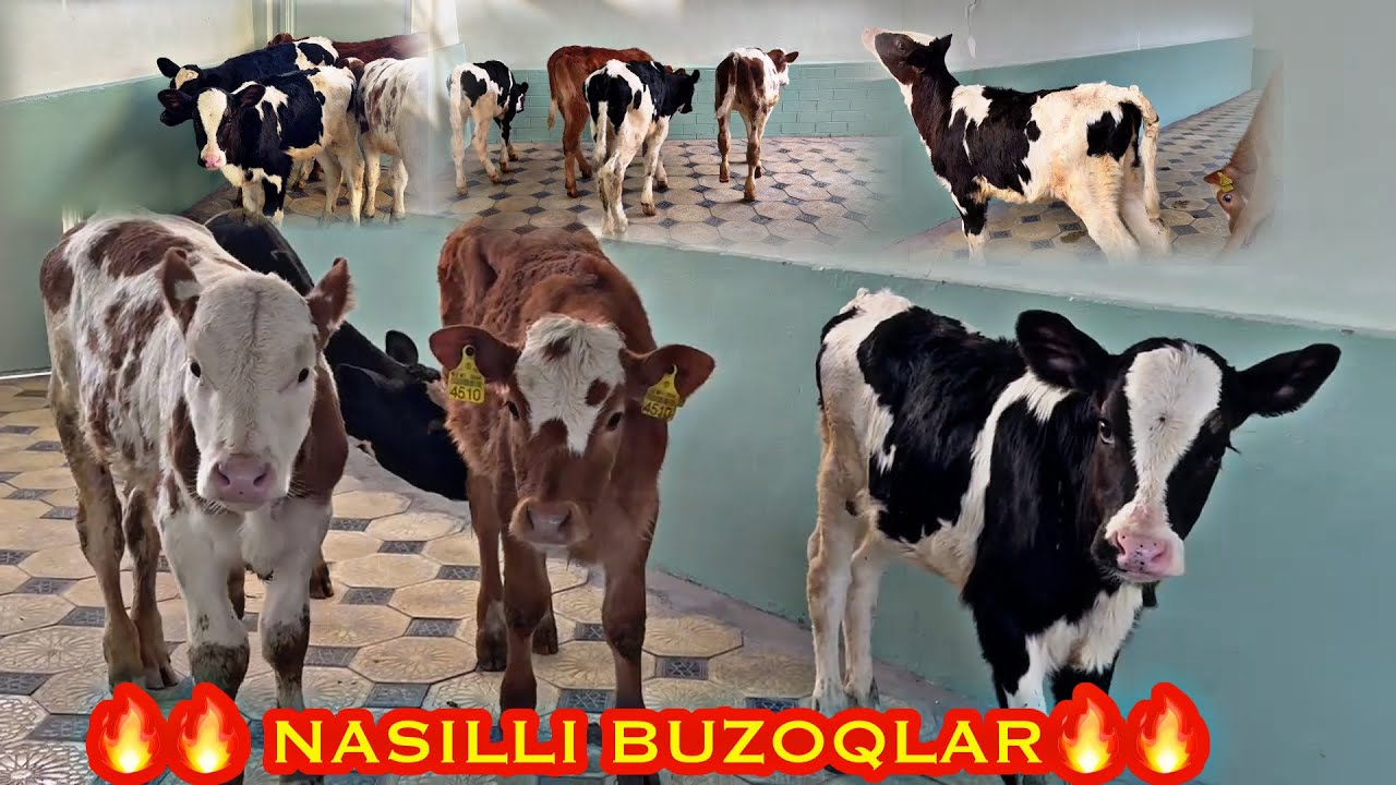 🔥NASILI BUZOQLAR SOTUV🔥🔥OTABEKA VA OBIDAKA FERMASIDAN👍 TOSHKENT 