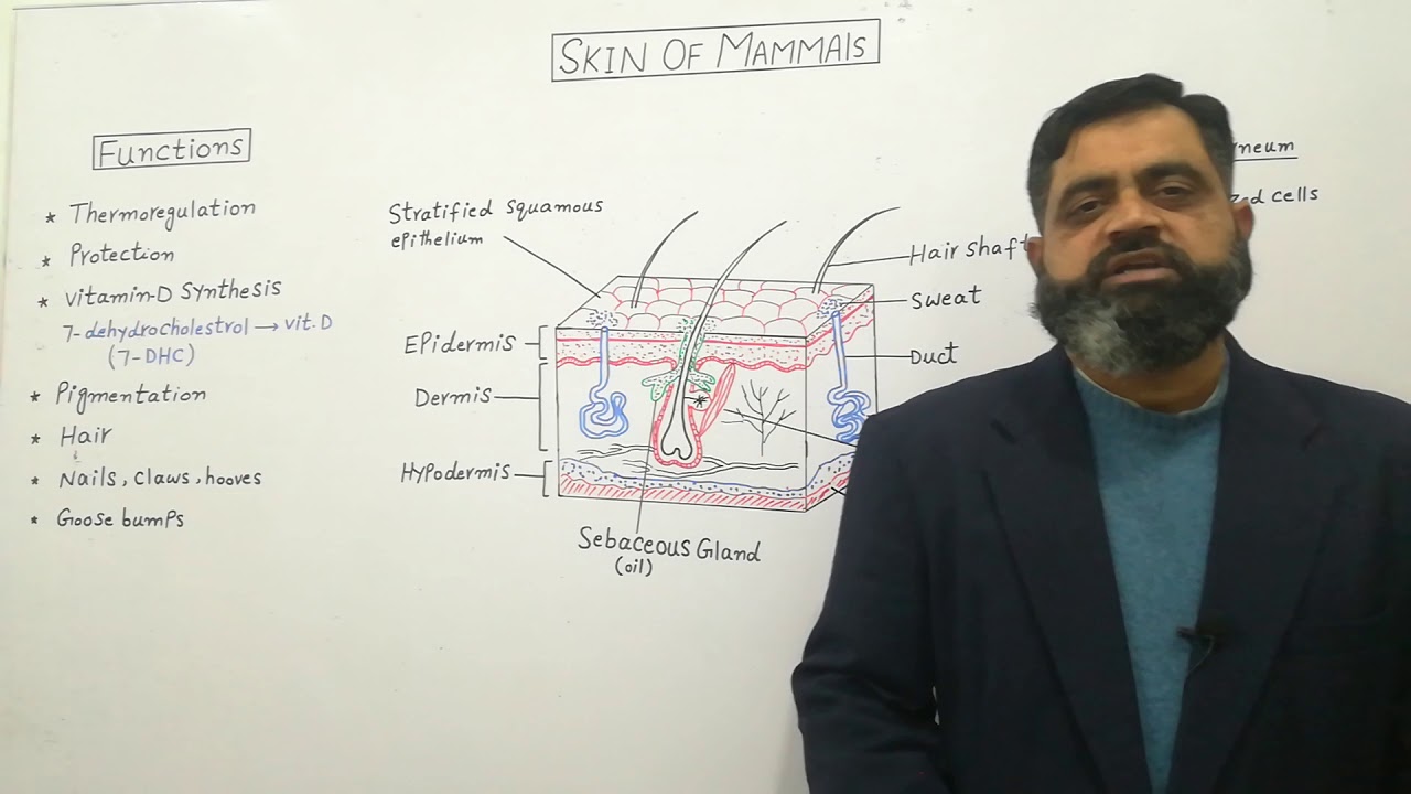 Integumentary System of Mammals English medium @prof.masoodfuzail | Anatomy of Mammalian skin |