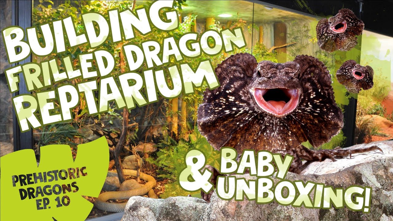 PD EPISODE 10: BUILDING FRILLED DRAGON REPTARIUM & BABY UNBOXING!