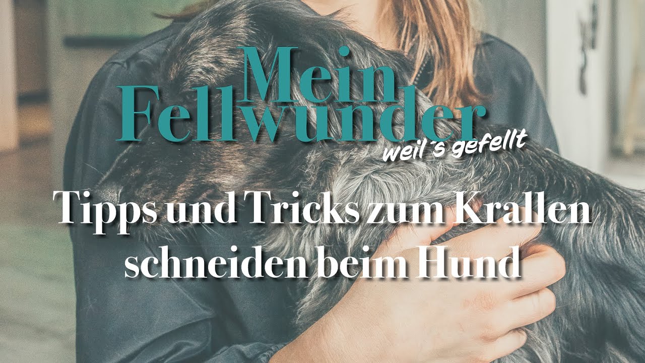 Tipps und Tricks zum Krallen schneiden beim Hund 🐕