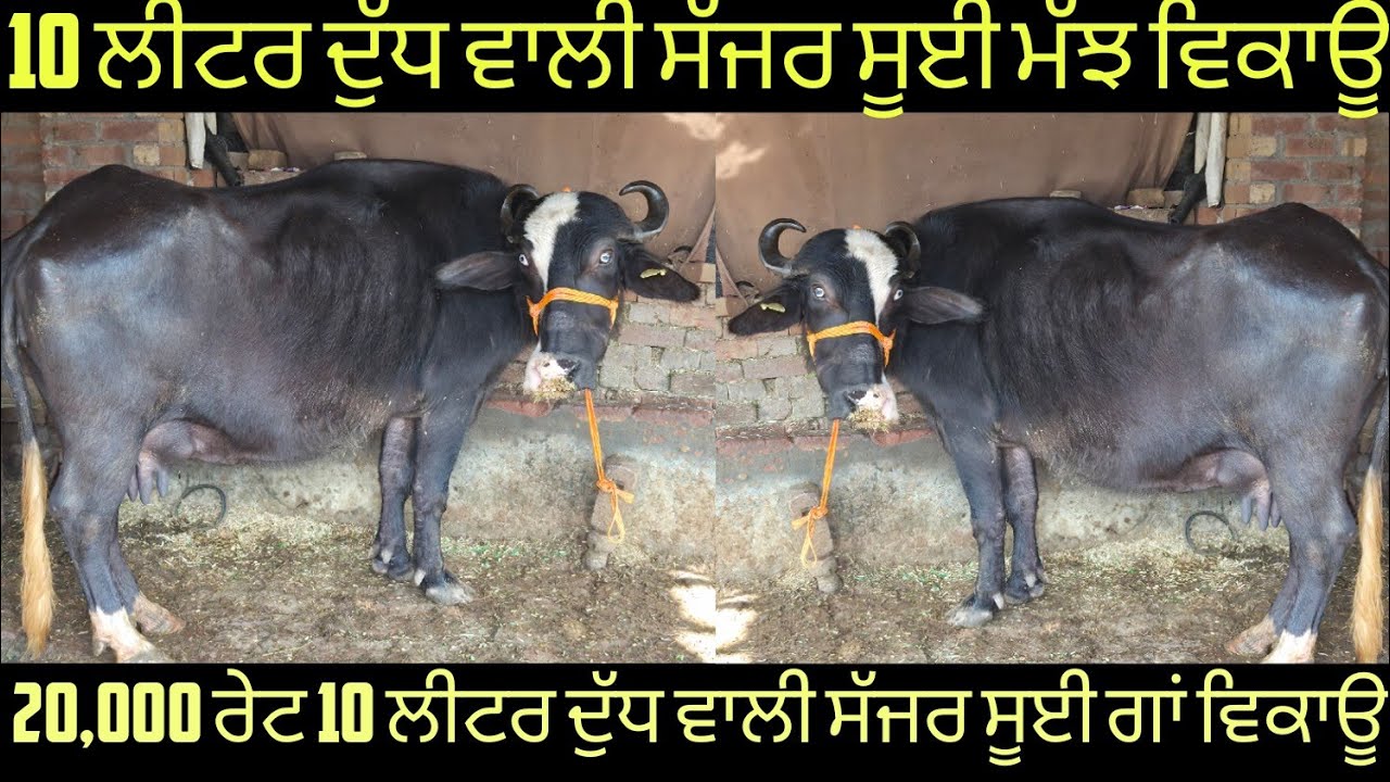 #ਸੱਜਰ ਸੂਈ ਮੱਝ ਇਕ ਸੱਜਰ ਸੂਈ ਗਾਂ ਵਿਕਾਊ  one buffalo and one cow for sale #best #qulity #bufflo #cow #