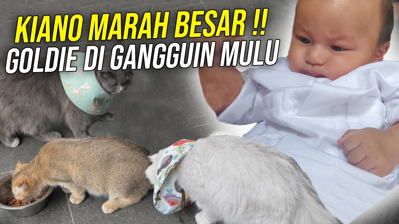 SEMUA KUCING BAIM DIUNGSIKAN .. PERLENGKAPAN KUCING, LIFE CAT, PASIR TOP, SEMUA DIANGKUT !!!