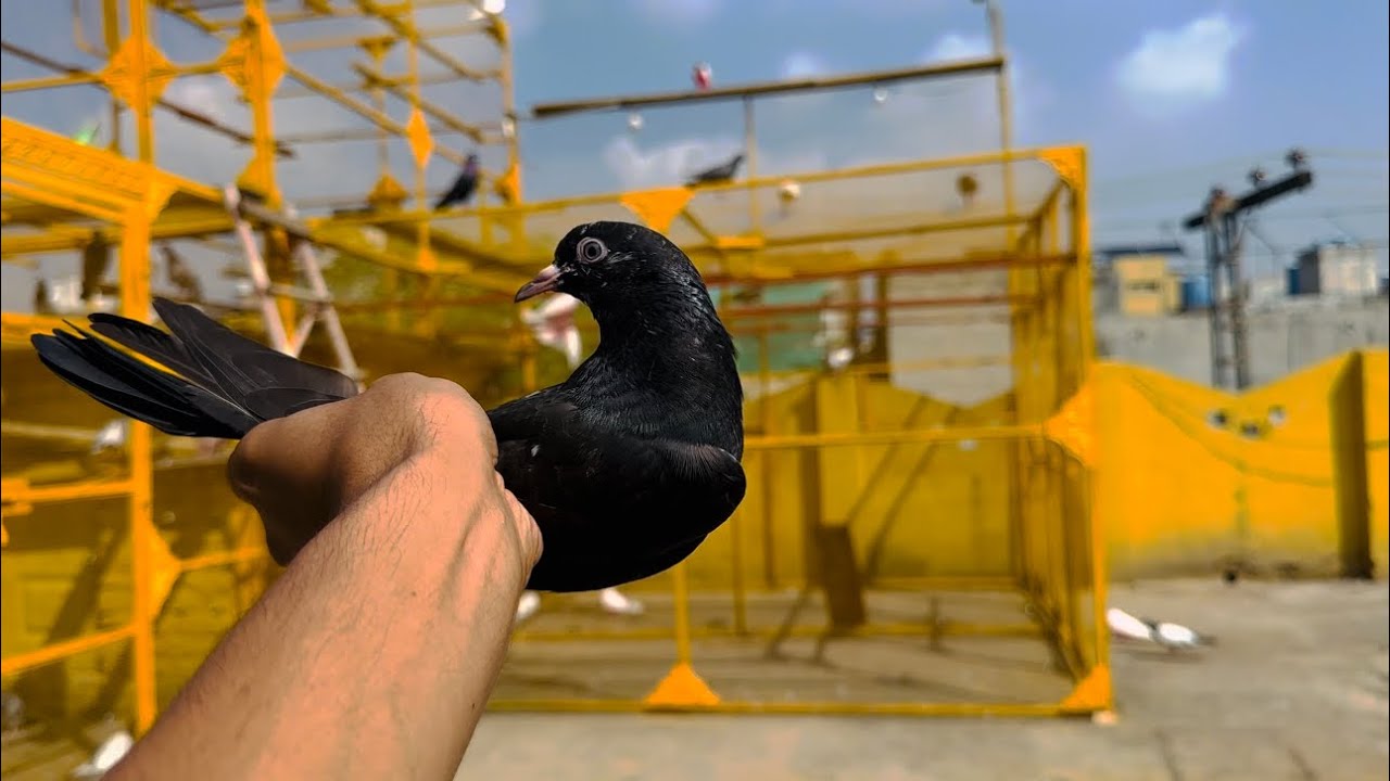 Dayan Madi bht mushkik sy Ghr bethi barish mein 😱 | Dar pigeons club | 