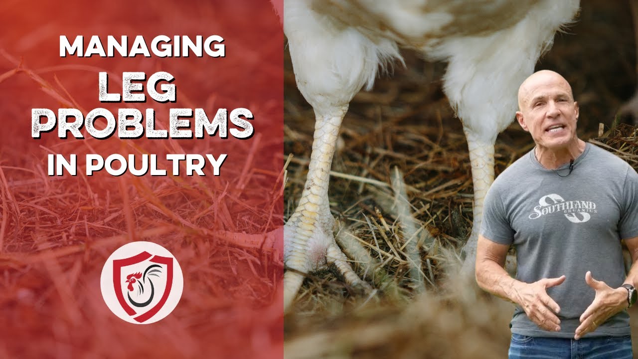Managing Chicken Leg Problems: Causes and Prevention