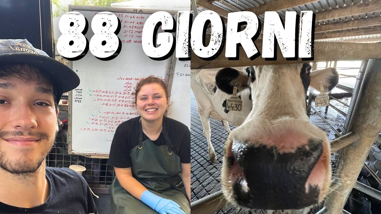 la nostra BRUTTA esperienza nelle farm australiane