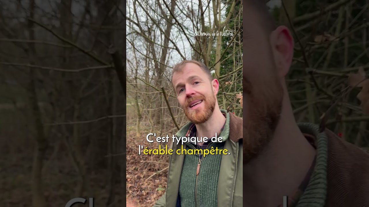 &Eacute;rable plane, sycomore ou champ&ecirc;tre... voici comment les diff&eacute;rencier 👀