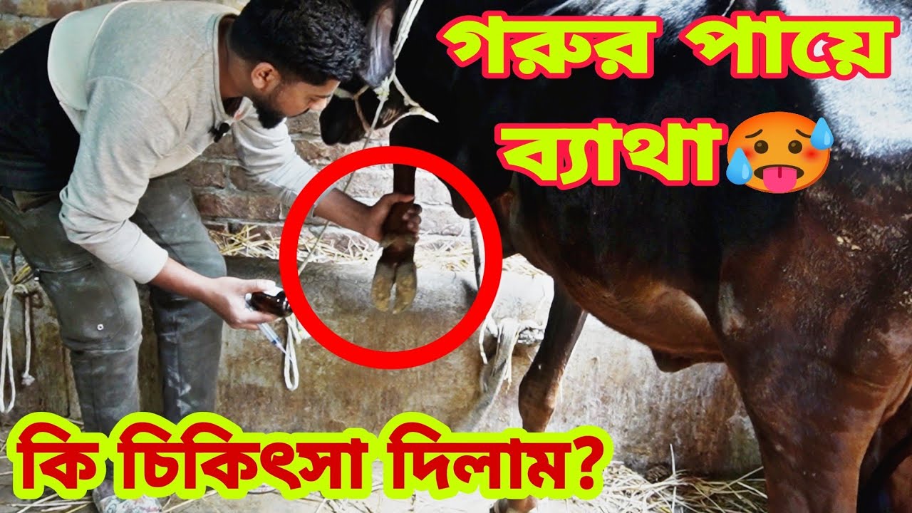 গরুর পায়ে ব্যাথা,হাটতেই পাড়ছে না।। কি চিকিৎসা দিলাম? 💊💉