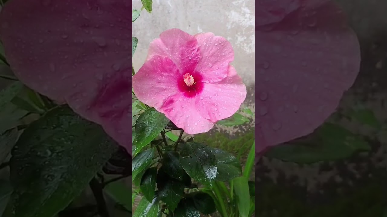 HouseFlowers 