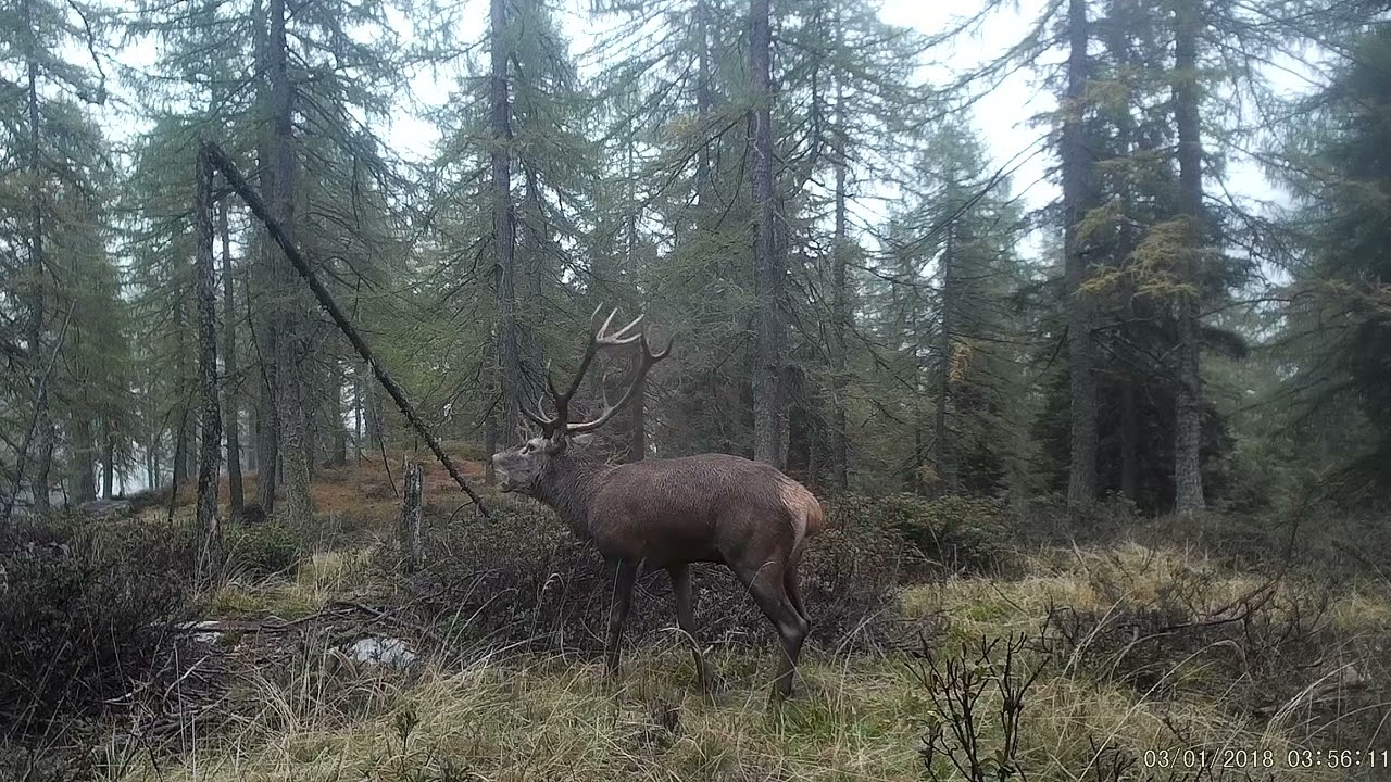 DINONI LUCIANO BRAMITO DEI CERVI 1