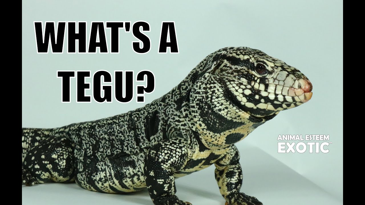 Get to Know the Argentine Black and White Tegu