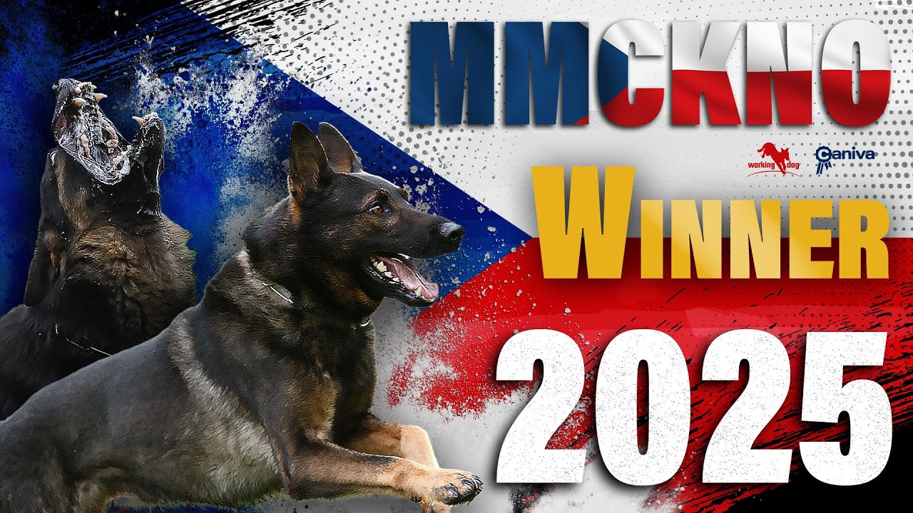 Winner / MM SČKNO 2025 / Martin Pejša / Chuck Felones / working-dog