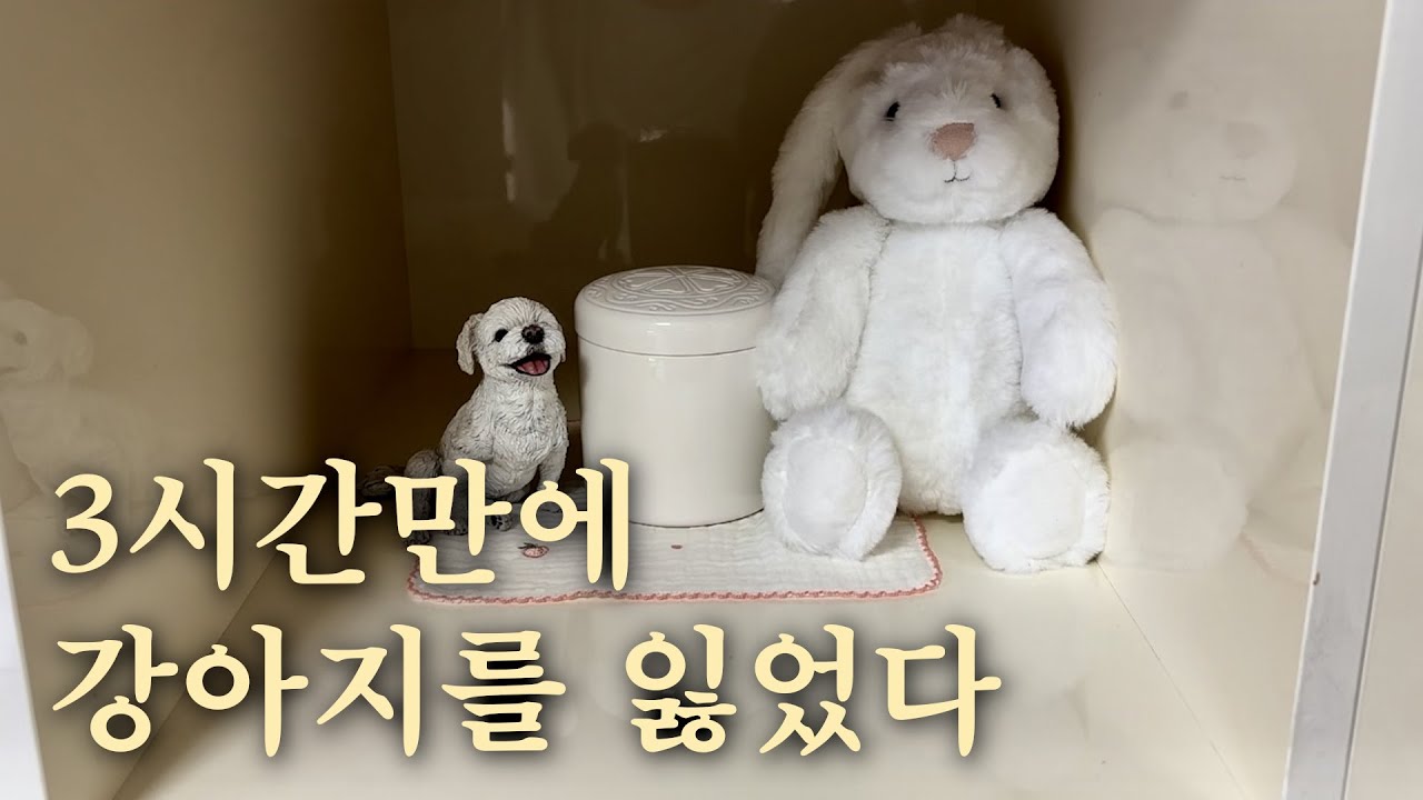 펫로스 증후군 | 갑작스런 이별, 2년만에 꺼내보는 그날의 이야기