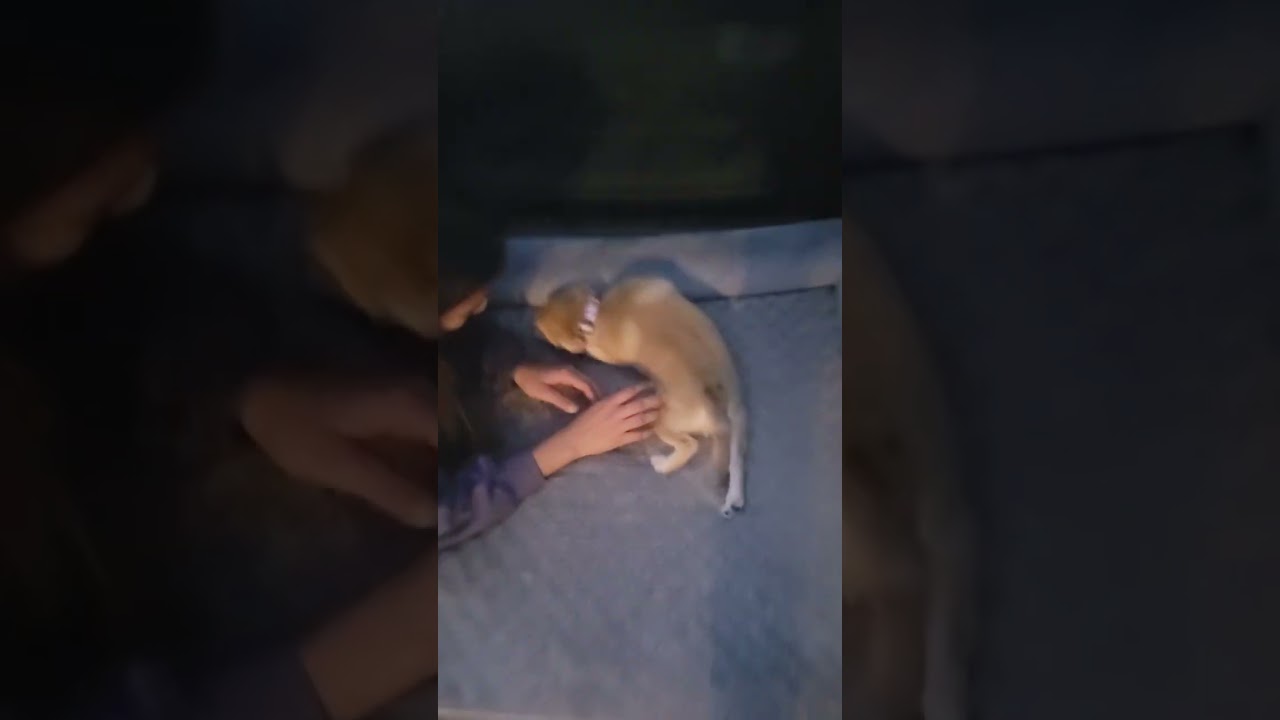 Onna's Dog