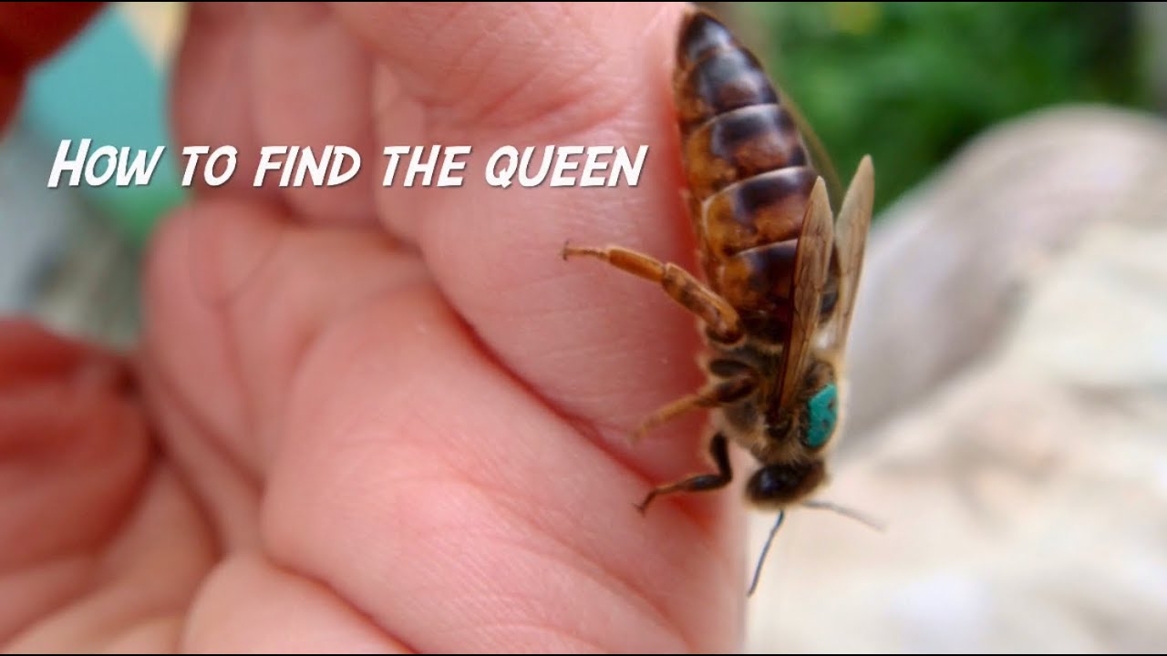 How to find queen bee 👑🐝