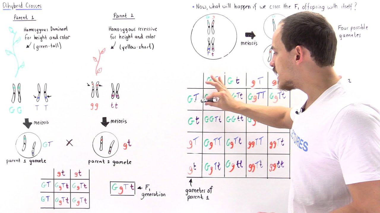 Dihybrid Cross (Part II)