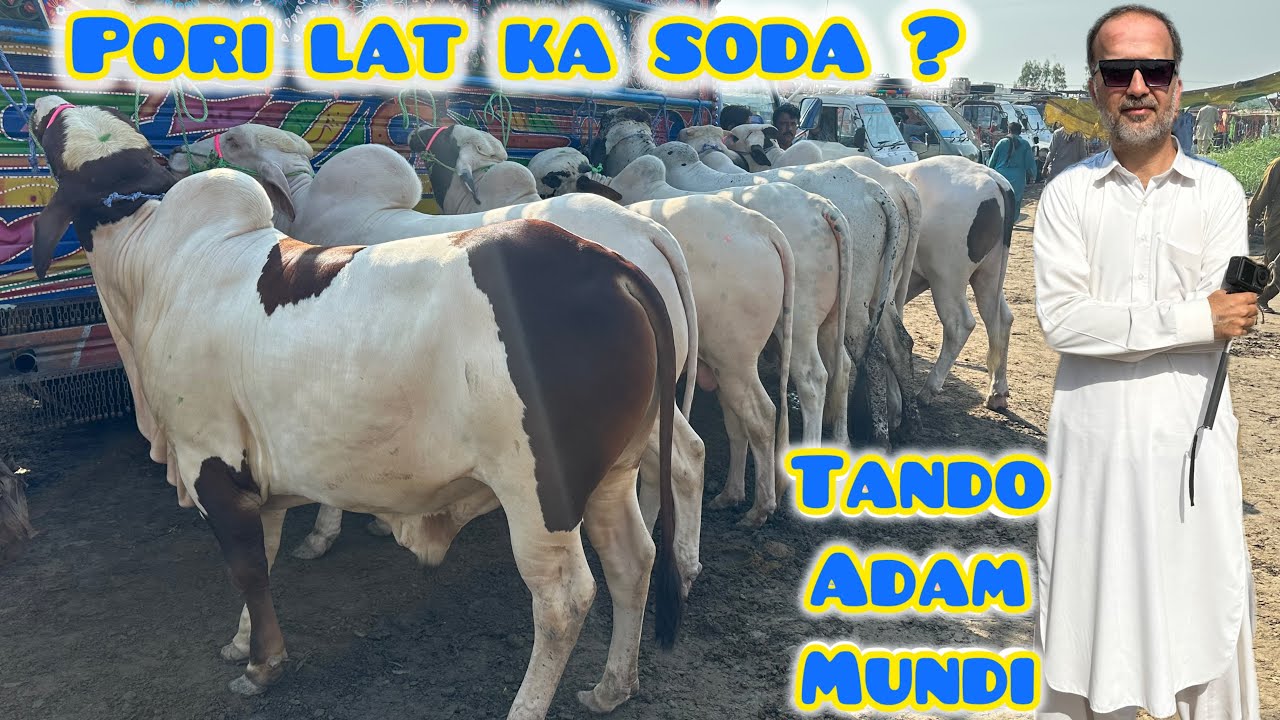 Pori Lat Ka Soda Tando Adam Mundi / Qurbani Season 2026 / Tando Adam Mundi Updates 