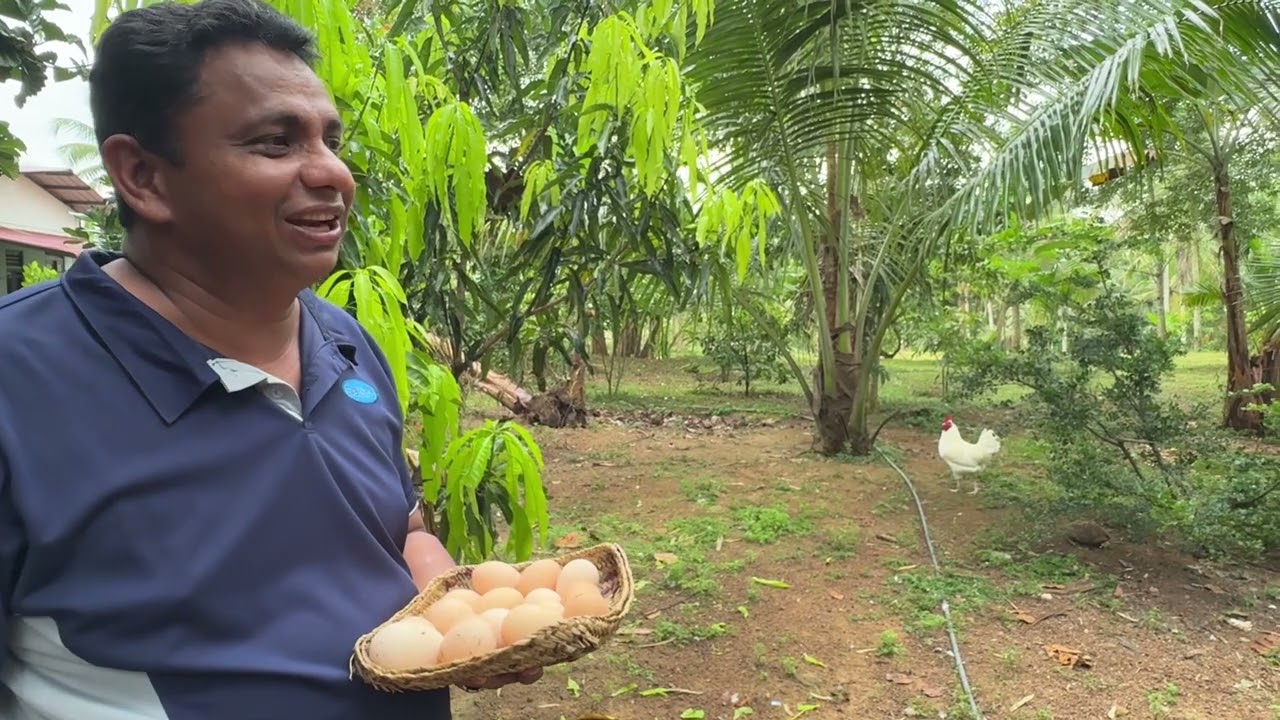 සොදුරු නාවාතැන ....ගොවිපල.