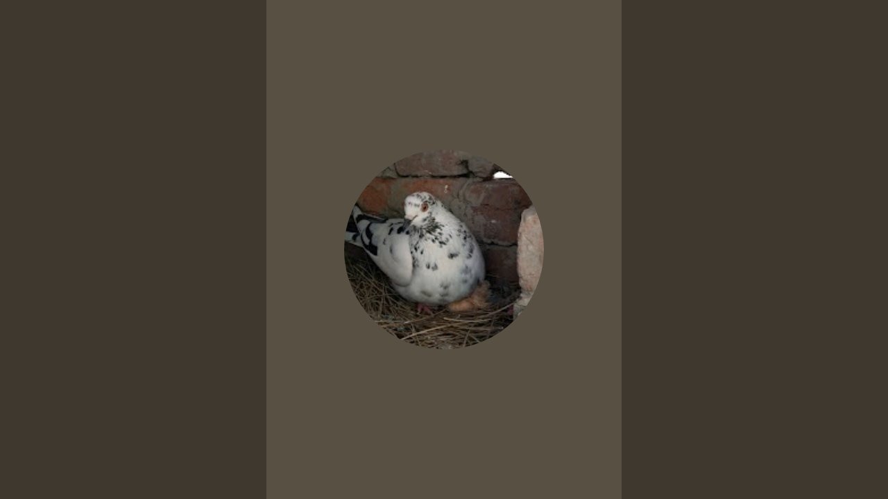 Pigeon Lover 002 is live!