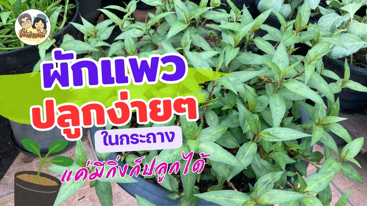 ผักแพวปลูกง่ายๆ ในกระถาง ใครๆ ก็ทำได้! แค่มีกิ่งก็ปลูกได้ #ย่าปลูกอะไร  Ep114