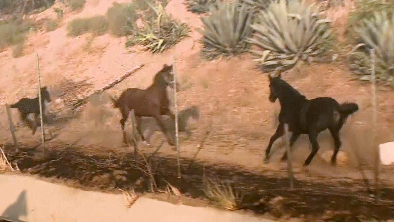 Horse Gallops Into Burning Stable to Rescue Other Horses