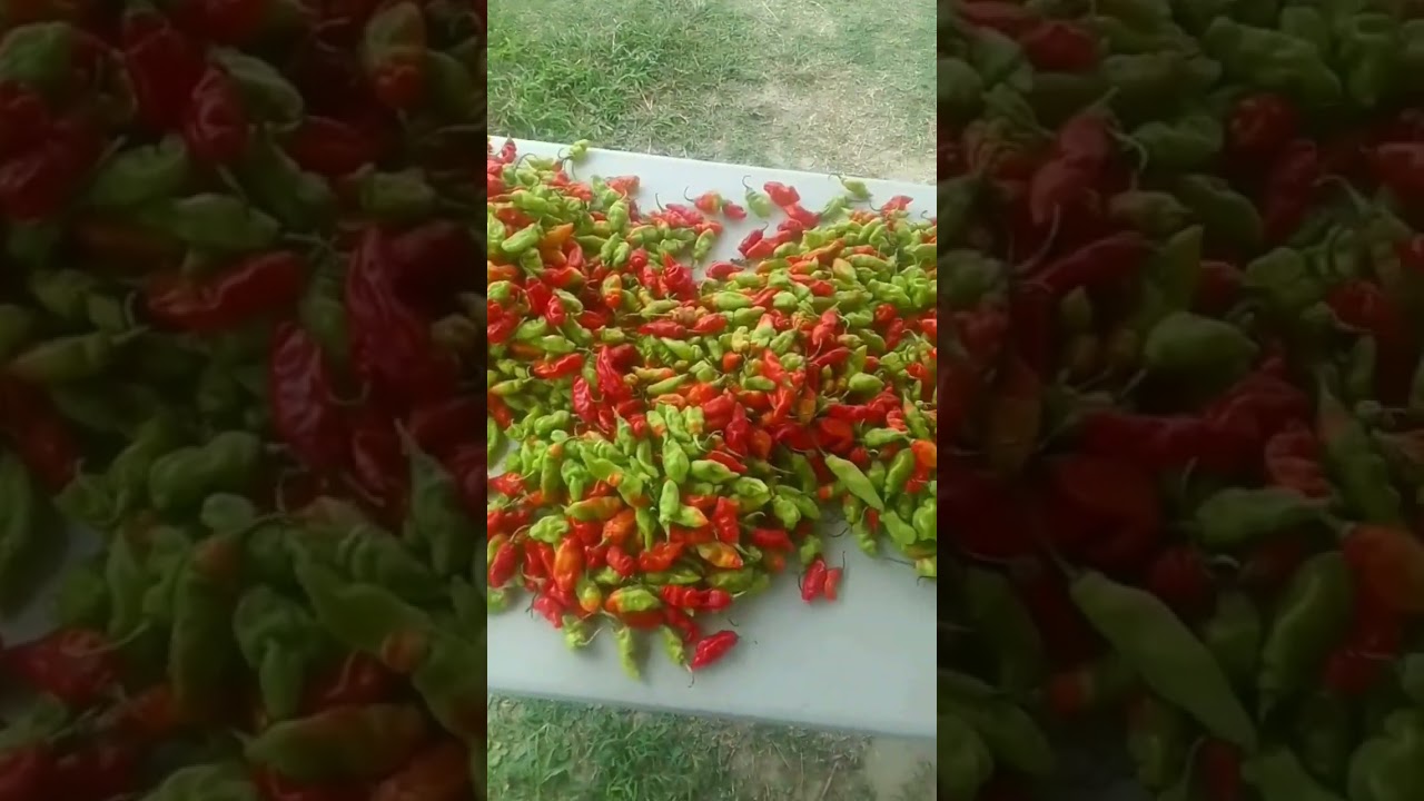 Home Grown Pimentos 🤤😍