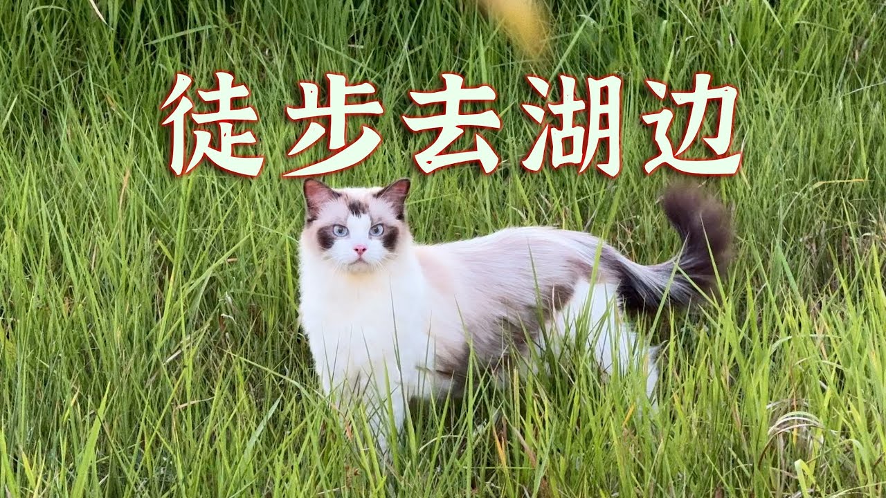 猫咪在户外有多可爱