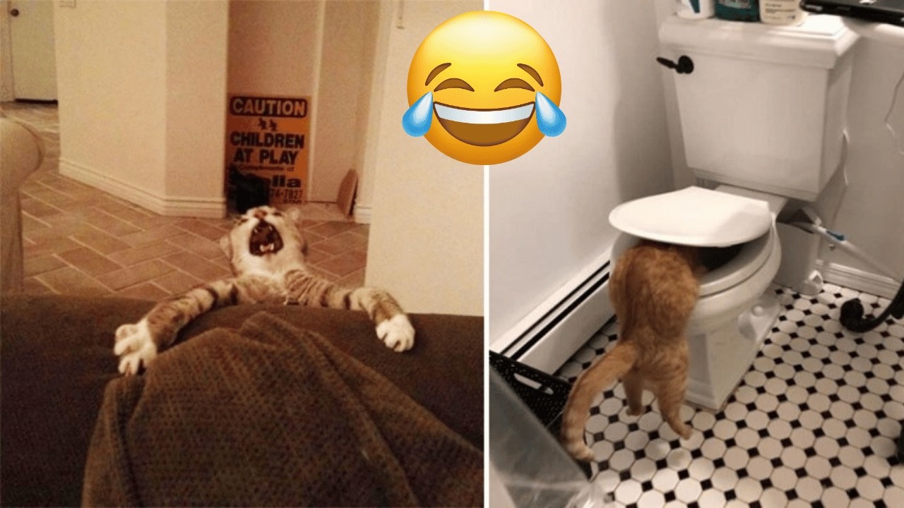 Funniest Cats and Dogs Clips 2025 😹🐶 | Try Not To Laugh Challenge 😂 #funnycats #funnydogs
