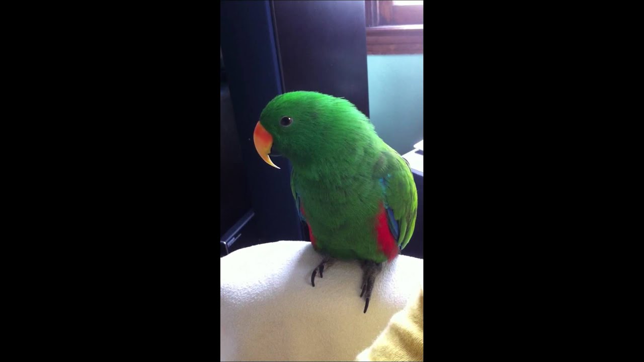 Eclectus dancing and singing