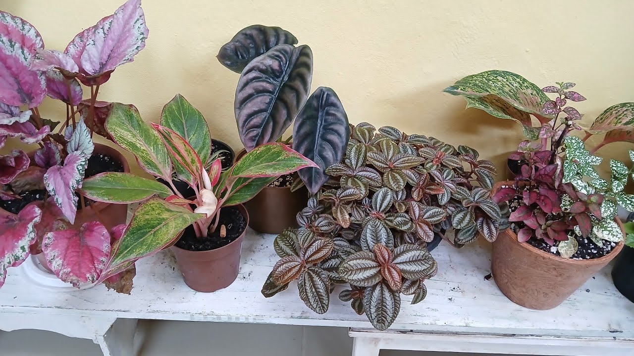  PLANTAS NOVAS E LINDAS  REPLANTES E DECORAÇÃO COM VASINHOS DE BARRO 