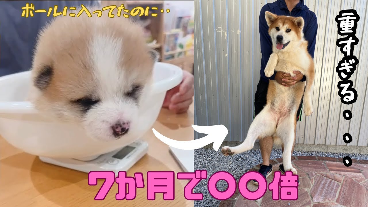【秋田犬】7か月の体重は衝撃でした