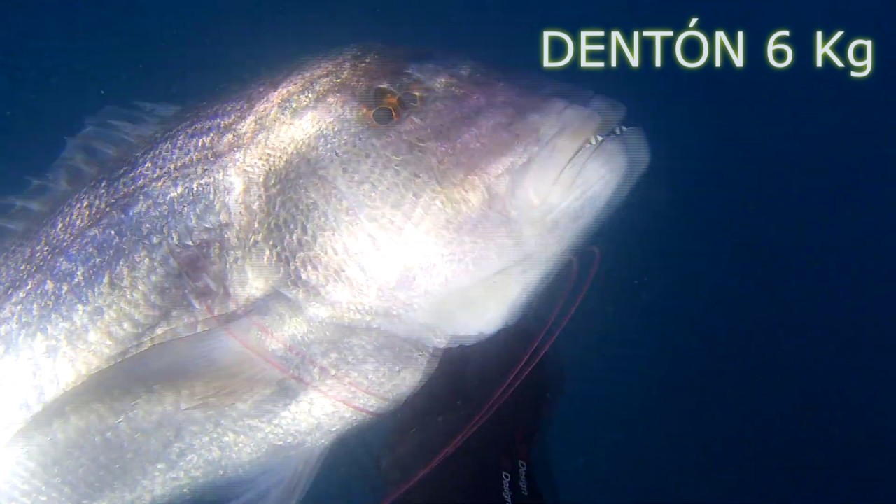 PESCA SUBMARINA GRANADA denton 6 kg
