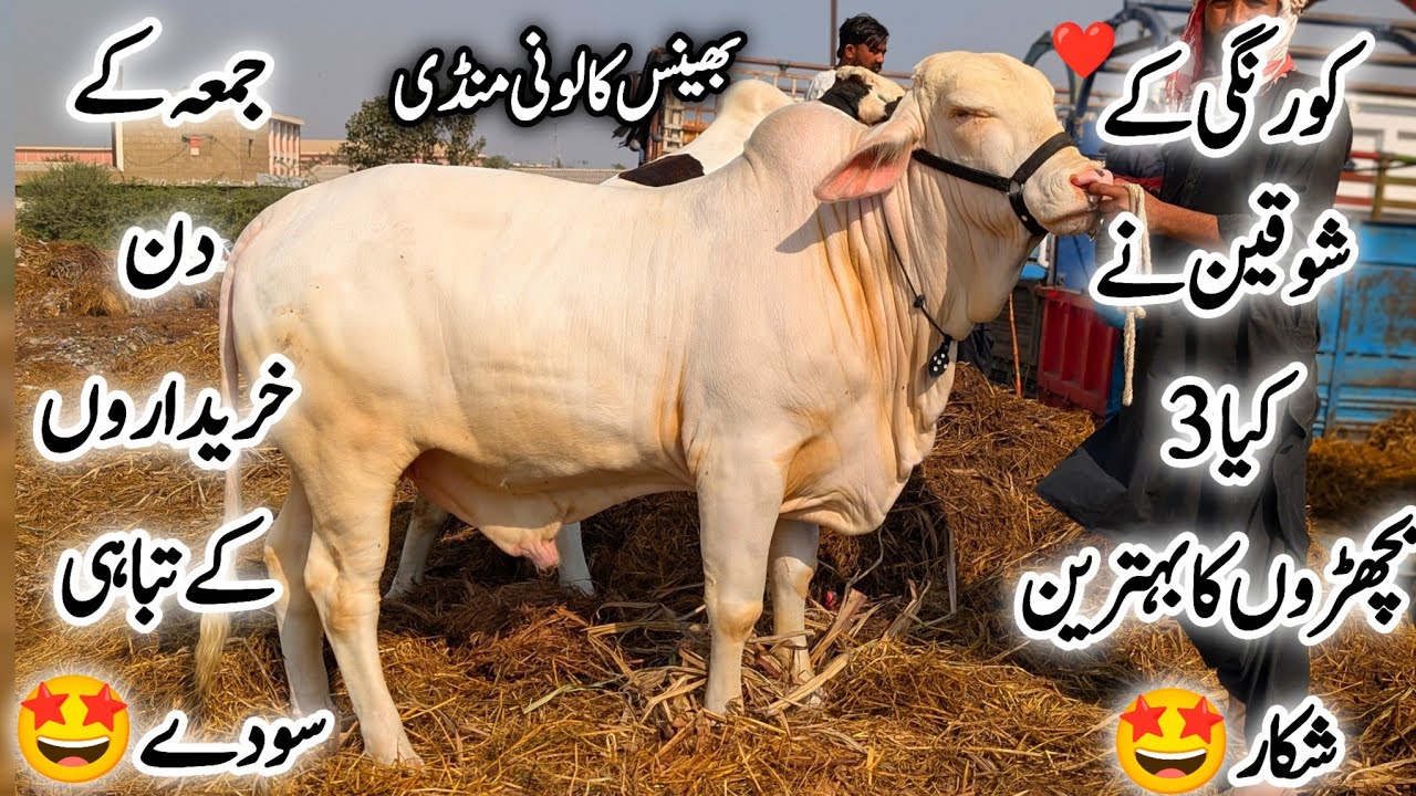 Bhains Colony Mandi Karachi Cattle Latest Rates Update Friday 27 March 2026 || Bakra Eid Season 2026