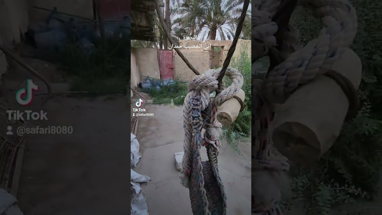 البصرة احدى بساتين حمدان الجميله وبقايا لذكريات عاشها آبائنا واجدادنا 2023