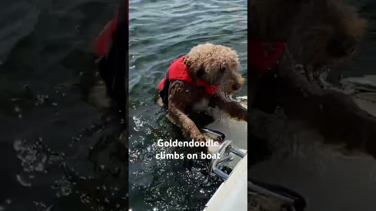 Goldendoodle Climbs on Boat #goldendoodle #doodleswim