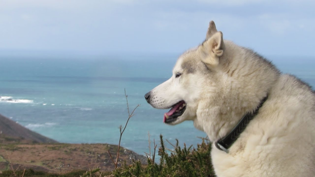NOOK on the TOP OF HIS WORLD ~ Happy HUSKY not sick anymore ..