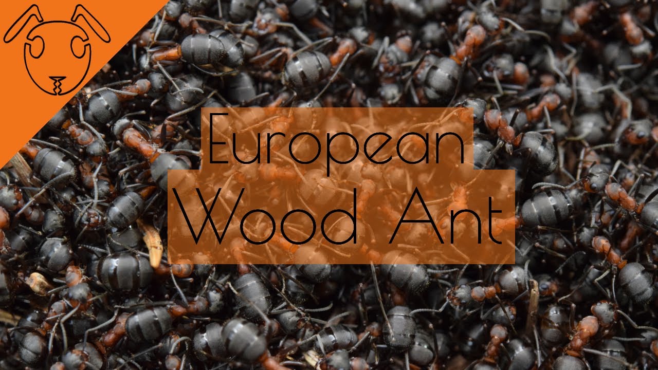 The European Wood Ant -Short Documentary