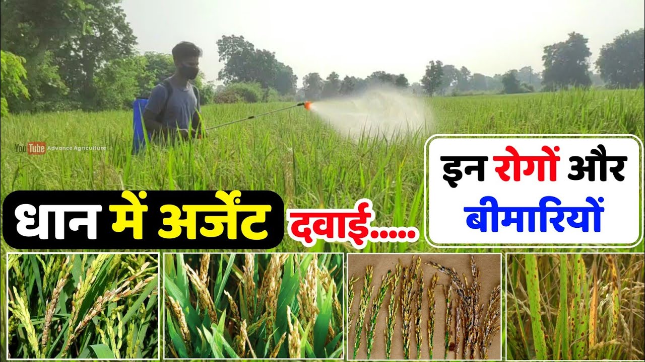 Bacterial Panicle Blight of Rice | धान में सभी बीमारियों का रोकथाम | blast, dhan ki kheti