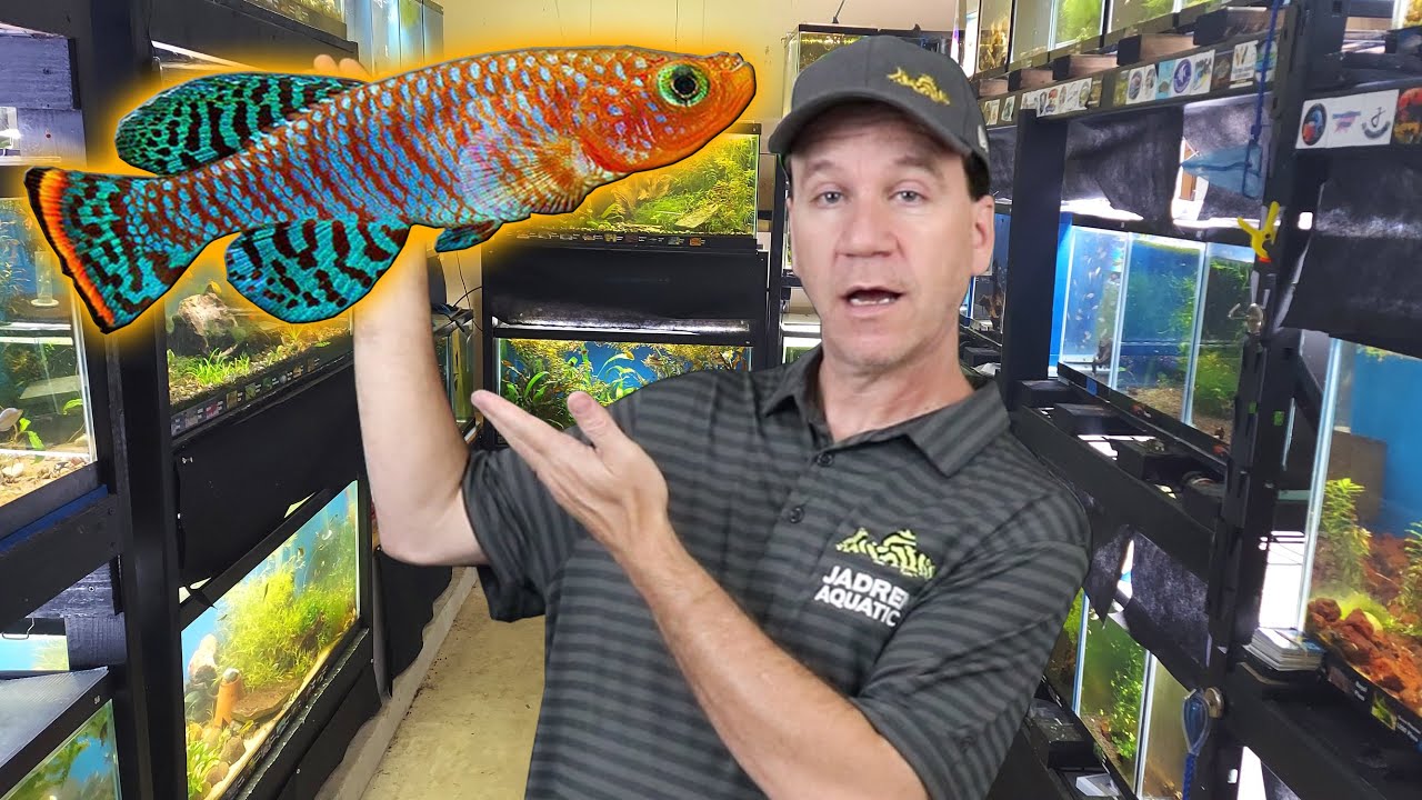 Breeding for Profit: Lots of New Gorgeous Killfish!